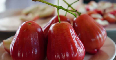 Mận hồng Sân Tiên: Người lai tạo giống mận giá 230.000 đồng mỗi kg