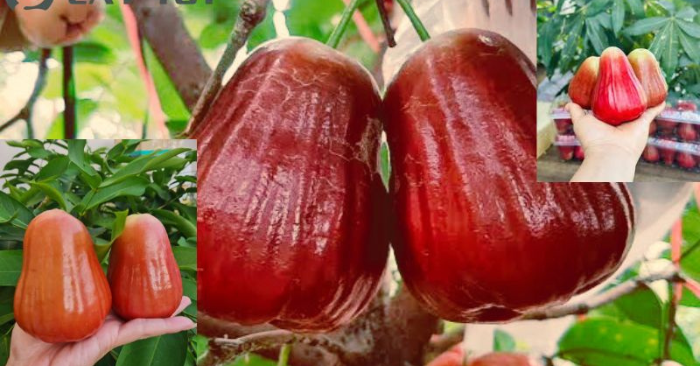 Mận hồng Sân Tiên: Người lai tạo giống mận giá 230.000 đồng mỗi kg