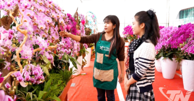 Thị trường hoa lan Thái Nguyên sôi động đón Tết Bính Ngọ 2026