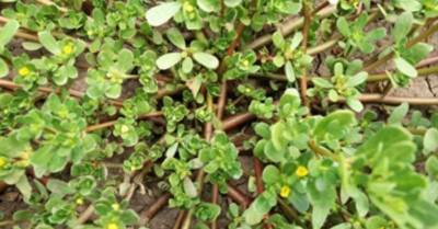 Rau sam – từ “cỏ dại” thành siêu thực phẩm được khoa học công nhận