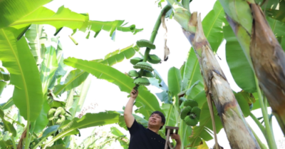 Thu nhập gần 400 triệu đồng từ vườn chuối “bàn tay Phật” tại Đồng Nai