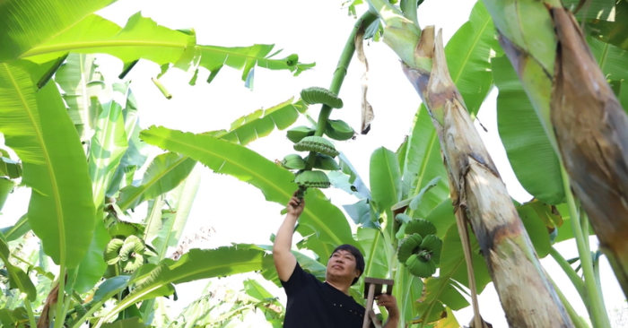 Thu nhập gần 400 triệu đồng từ vườn chuối “bàn tay Phật” tại Đồng Nai