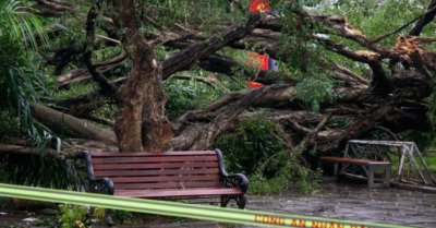 Cây si cổ thụ gãy đổ tại vườn hoa Lý Tự Trọng, 2 người bị thương