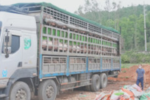 Phát hiện xe ô tô chở hơn 15 tấn heo nhiễm dịch tả lợn châu Phi đi tiêu thụ dịp cận Tết