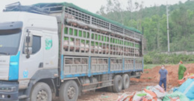 Phát hiện xe ô tô chở hơn 15 tấn heo nhiễm dịch tả lợn châu Phi đi tiêu thụ dịp cận Tết