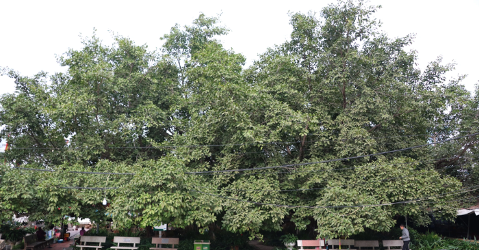 Cây đa 13 gốc hơn 300 năm tuổi giữa lòng Hải Phòng