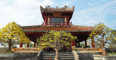 Hoàng mai cổ thụ tiền tỷ khoe sắc bên sông Hương