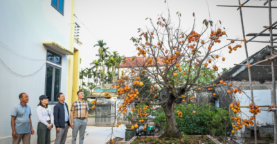 Cây hồng cổ trăm tuổi ở Ninh Bình được trả giá 500 triệu đồng vẫn chưa bán