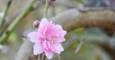 Miền Bắc liên tiếp đón không khí lạnh, miền Nam tạnh ráo dịp Tết