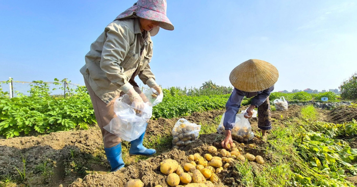 Khoai tây được mùa