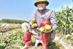 Khoai tây được mùa, được giá giúp nông dân sắm Tết