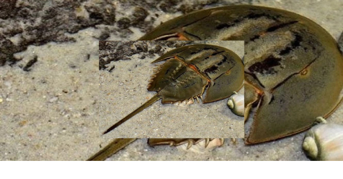 độc tố tự nhiên trong thực phẩm