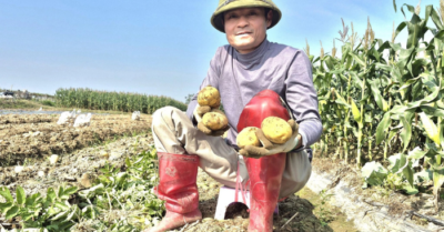 Khoai tây được mùa, được giá giúp nông dân sắm Tết