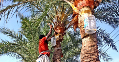 Nguy cơ lây nhiễm virus Nipah qua mật cây chà là tươi tại Nam Á