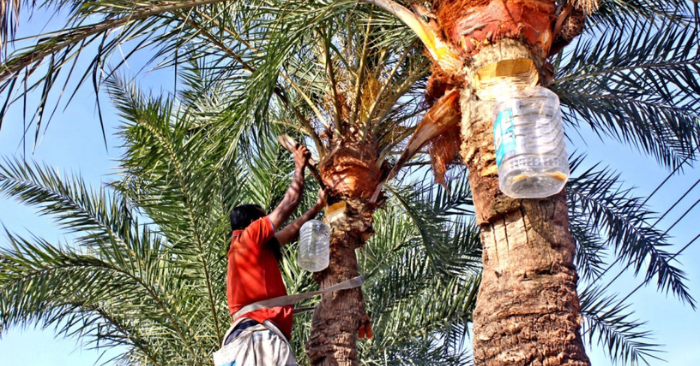 Virus Nipah trong mật chà là