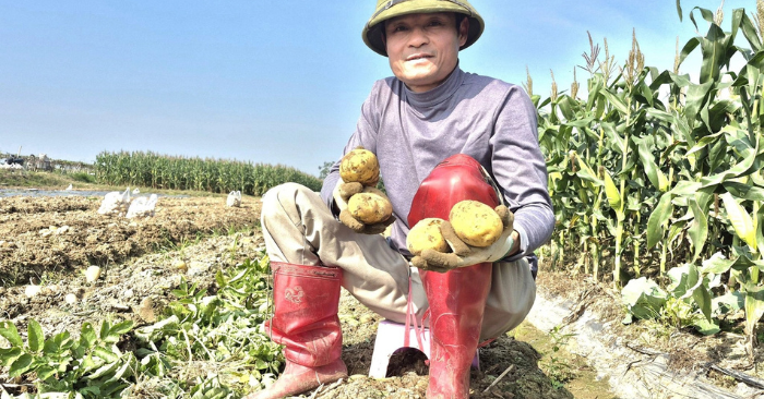 Khoai tây được mùa, được giá giúp nông dân sắm Tết
