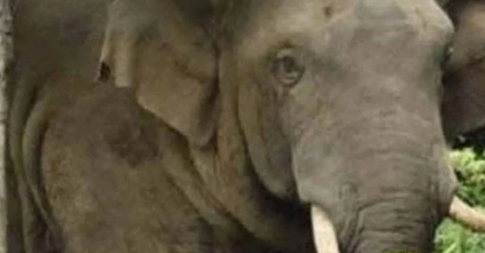 Voi hoang dã tấn công du khách