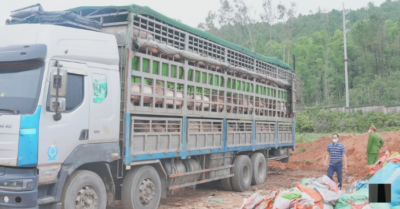 Chuyến xe “chở dịch” xuyên tỉnh: 150 chú heo bệnh “hụt” cửa ăn Tết
