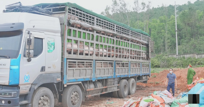 Chuyến xe “chở dịch” xuyên tỉnh: 150 chú heo bệnh “hụt” cửa ăn Tết