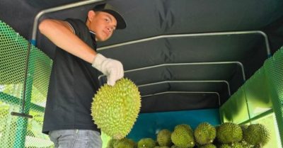 Sầu riêng Việt Nam tăng giá mạnh sau Tết nhờ lực đẩy từ các đơn hàng quốc tế