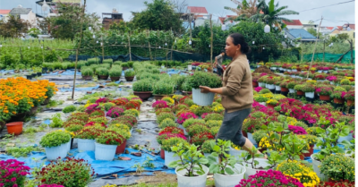 Thị trường hoa Tết Đà Nẵng bất ngờ với “cúc lùn” sau mùa mưa lũ