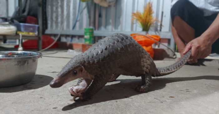 Cơ quan tố tụng tỉnh Khánh Hòa phê chuẩn khởi tố chủ nhà hàng, quản lý và đầu bếp vì mua tê tê Java thuộc nhóm IB, giết mổ chế biến món ăn phục vụ khách trái quy định pháp luật