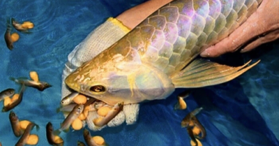 Ngộ độc trứng cá rồng: 13 người nhập viện cấp cứu tại Thanh Hóa