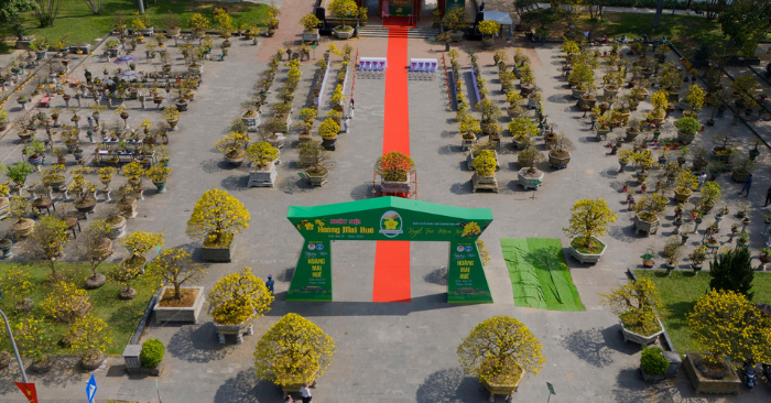 Hoàng mai huế: hơn 500 gốc cổ thụ tiền tỷ khoe sắc bên sông Hương