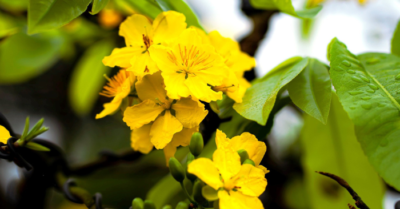 Hoàng mai huế: hơn 500 gốc cổ thụ tiền tỷ khoe sắc bên sông Hương