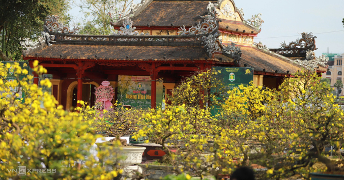 Hoàng mai huế: hơn 500 gốc cổ thụ tiền tỷ khoe sắc bên sông Hương