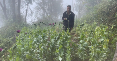 Lai Châu: Nhổ bỏ 346 cây thuốc phiện trồng lén trong rừng sâu, để chữa bệnh cho vật nuôi