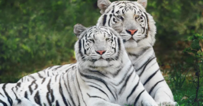 “Bạch Hổ xuyên đường” – Từ quan niệm phong thủy dân gian đến bài học tổ chức không gian sống