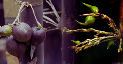 Tre nở hoa – Hiện tượng tự nhiên, giá trị văn hóa và hậu quả sinh thái