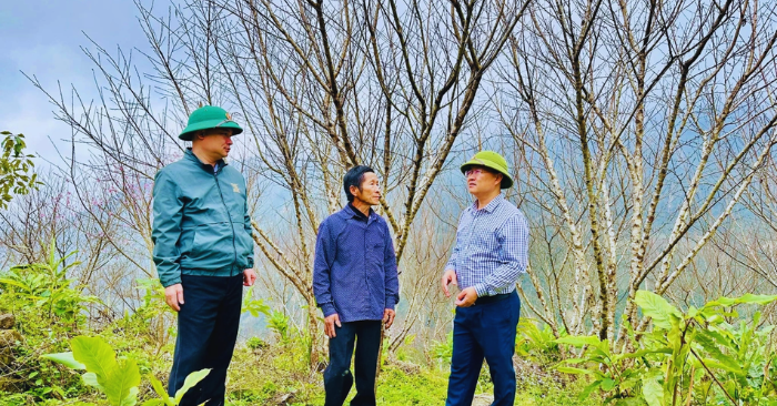 Đào cổ thụ Huồi Cọ và lý do không bán