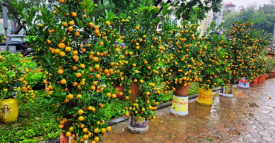 Thị trường hoa Tết Hà Nội ế ẩm dù ngày nghỉ đã cận kề