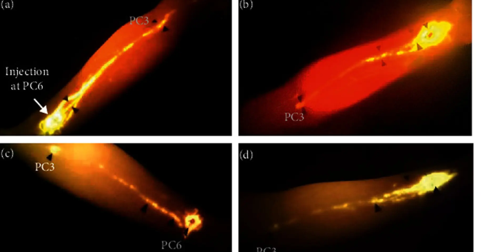 chữa bệnh không dùng thuốc