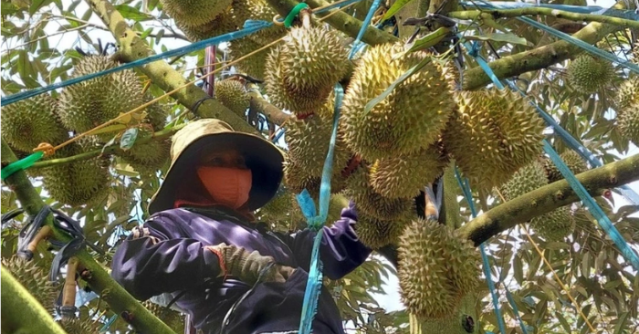 Cuộc đua giành thị phần sầu riêng tại thị trường Trung Quốc giữa Việt Nam và Thái Lan