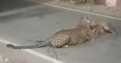 Nửa đêm báo hoa mai xông vào nhà dân, chó nhà bị tấn công rồi bị tha đi hàng trăm mét