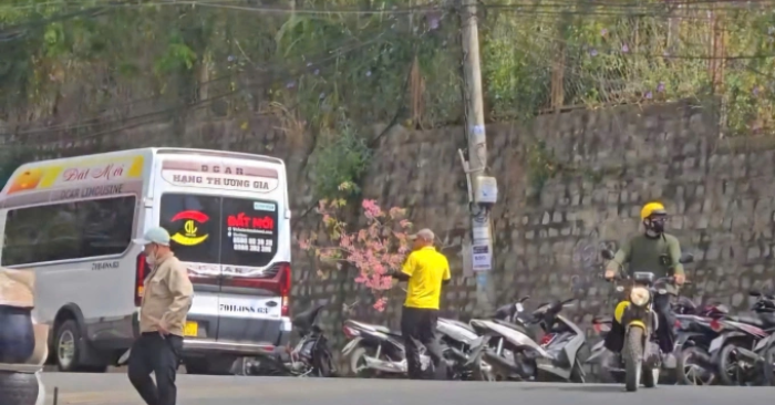 Bẻ trộm mai anh đào Đà Lạt dịp Tết