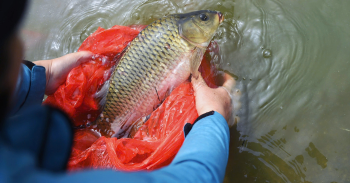 Người Hà Nội chi tiền triệu phóng sinh cá tiễn ông Táo