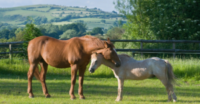 Những sự thật thú vị về loài ngựa trong năm Bính Ngọ