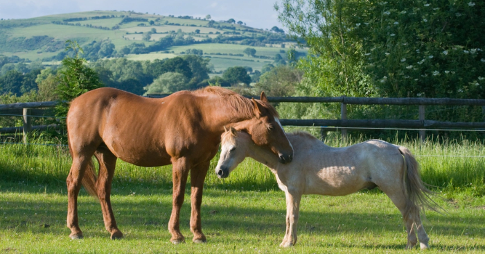 Những sự thật thú vị về loài ngựa trong năm Bính Ngọ