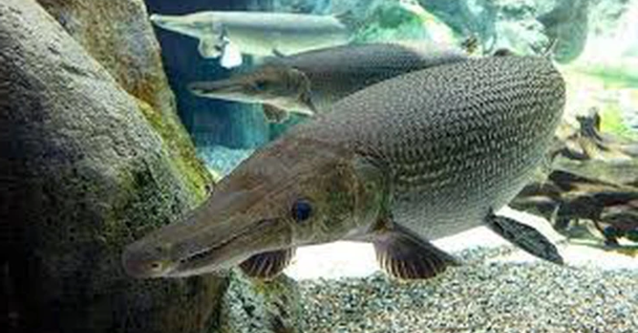 Ngộ độc cá cảnh khiến mười người Thanh Hóa phải nhập viện cấp cứu