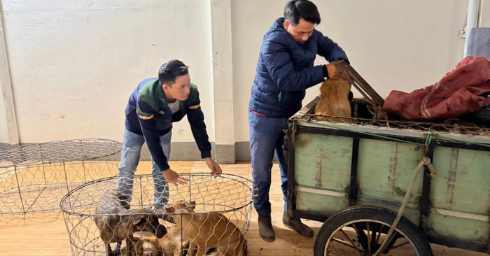 Tổng số lượng vật nuôi bị trộm từ năm 2025 đến nay lên tới hơn 5.200 con, đạt trọng lượng khoảng 52 tấn.