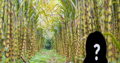 Mía đường mang lại khối tài sản trăm tỷ cho nữ doanh nhân U90