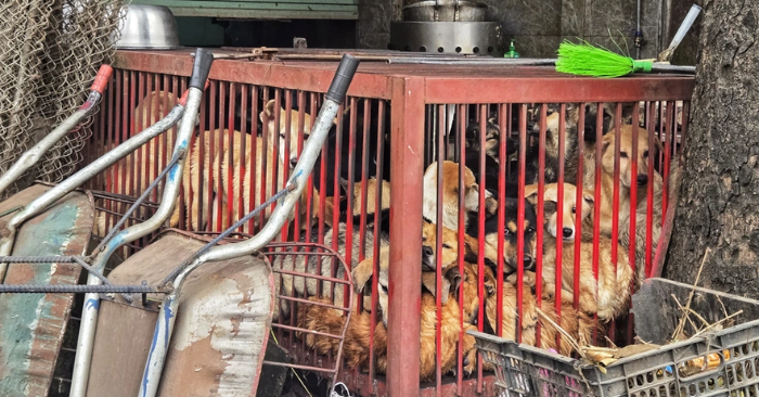 Trộm chó mèo và những lò mổ tại Hà Nội: Kinh doanh tự phát