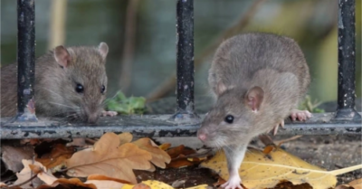 Sai lầm khi dọn dẹp khiến chuột và côn trùng “kéo đến” nhà ở