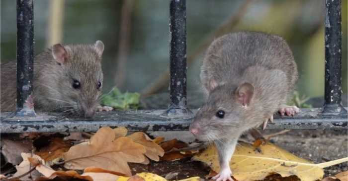 Sai lầm khi dọn dẹp khiến chuột và côn trùng “kéo đến” nhà ở