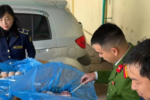 Phát hiện gần 2 tấn xương lợn không rõ nguồn gốc trên đường đi tiêu thụ
