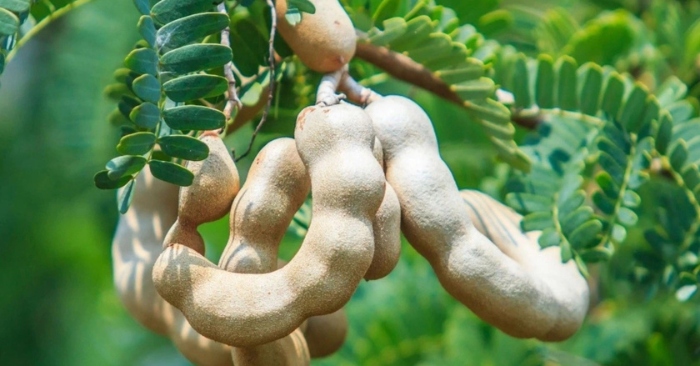 Lợi ích bất ngờ của quả me đối với sức khỏe con người